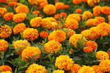French marigolds background. Orange floral backdrop. 