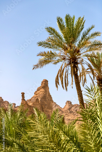 desert peaks view through a date palm oasis in Al-ula saudi arabia