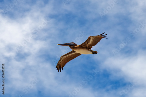 flying seagull in flight