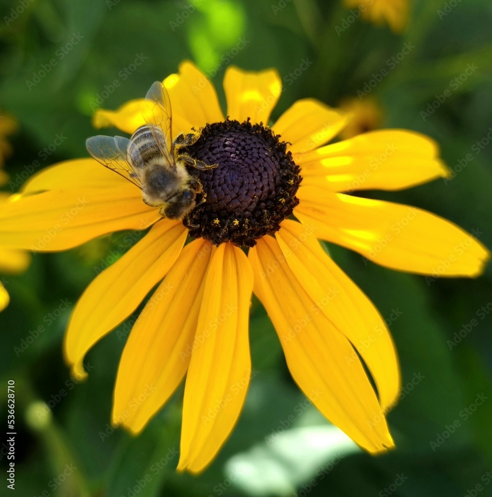 bee on sunflower bee on sunflower