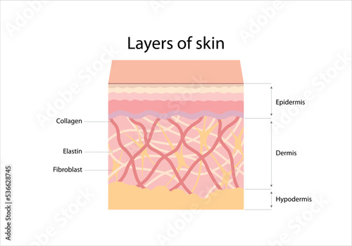 The structure and layers of the skin. Epidermis, dermis, hypodermis, collagen, elastin, fibroblast.