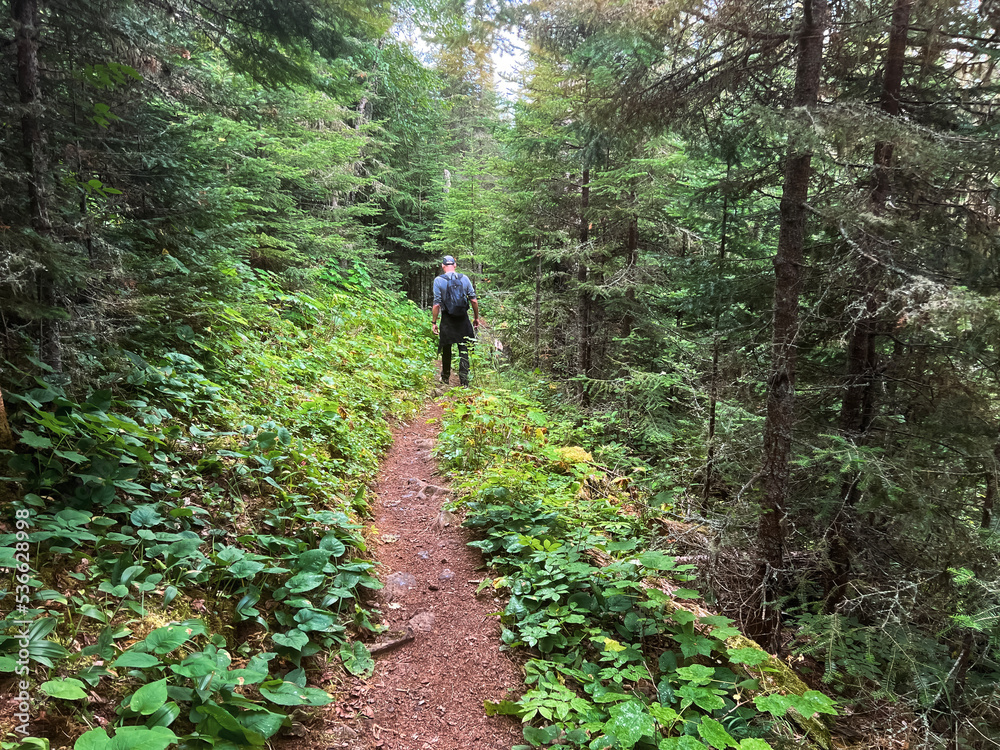 Single Man Hiking in the Forest at Isle Royale National Park