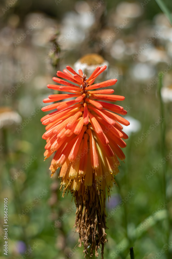 kniphofia in the nature