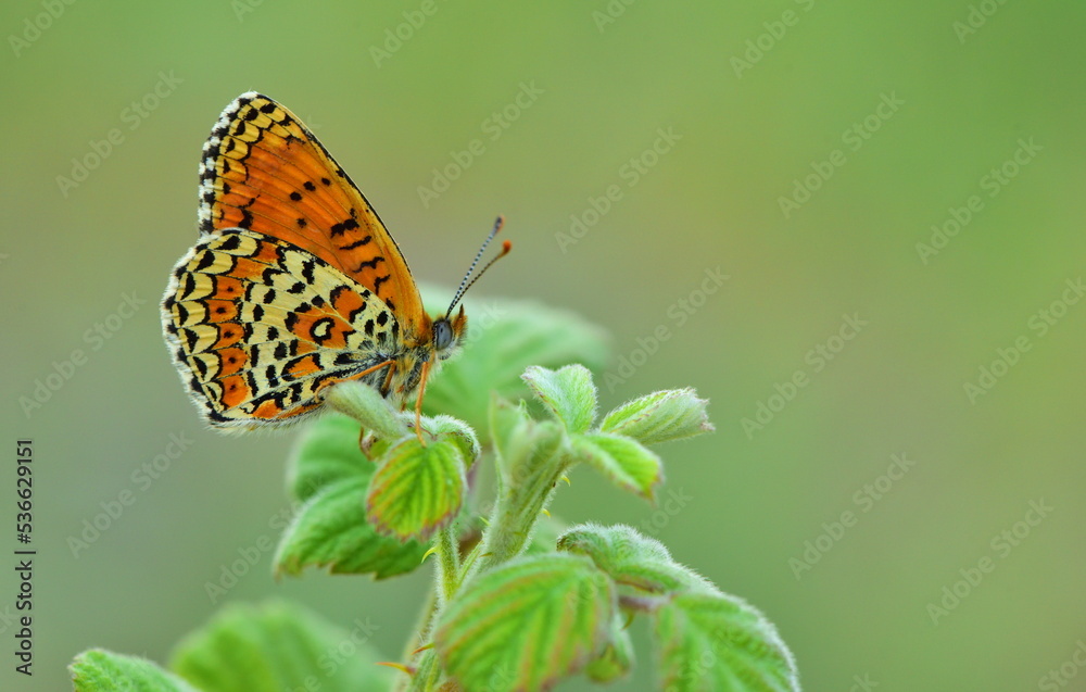 Obraz premium Melitaea arduinna 905