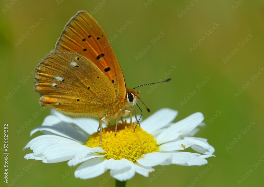 Obraz premium Lycaena virgaureae 848