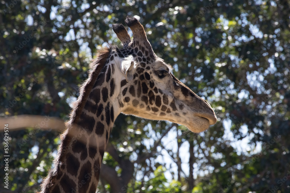 Giraffe with its head in the trees Giraffe with its head in the trees