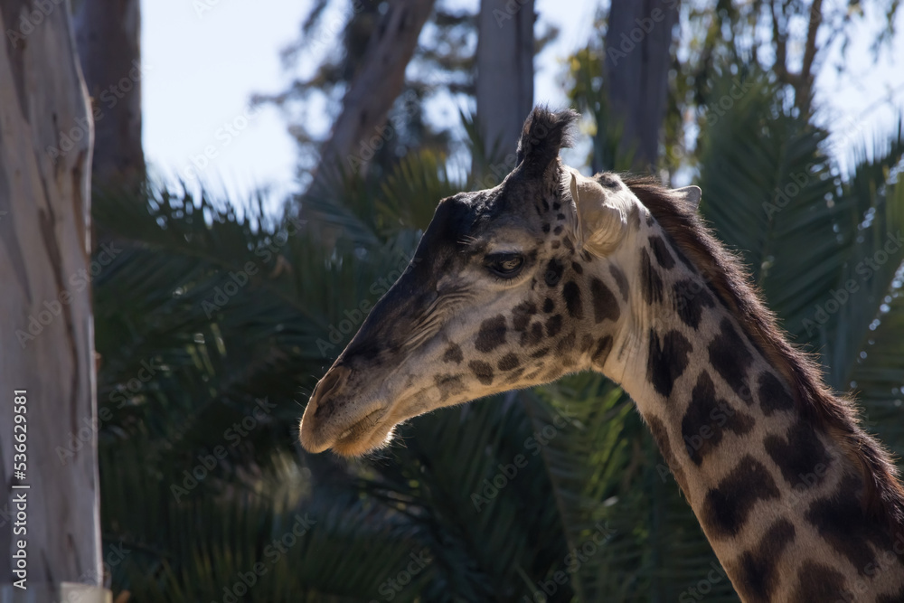 Obraz premium Giraffe with its head in the trees