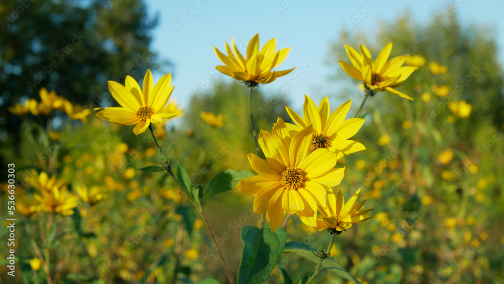 Jerusalem artichoke topinambur plant Helianthus tuberosus blossom
