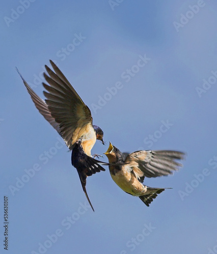 Swallow feeding young in flight