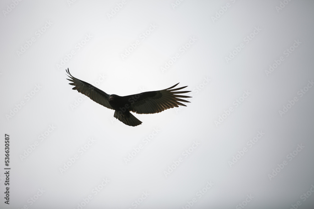 Fototapeta premium vulture circling in the sky