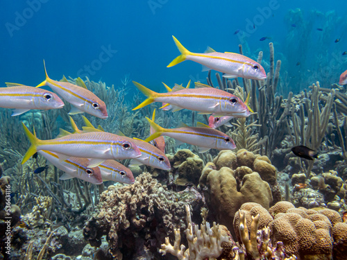 Yellowtail snapper,Ocyurus chrysurus photo