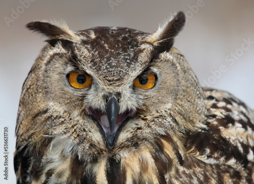 eagle owl portrait © David