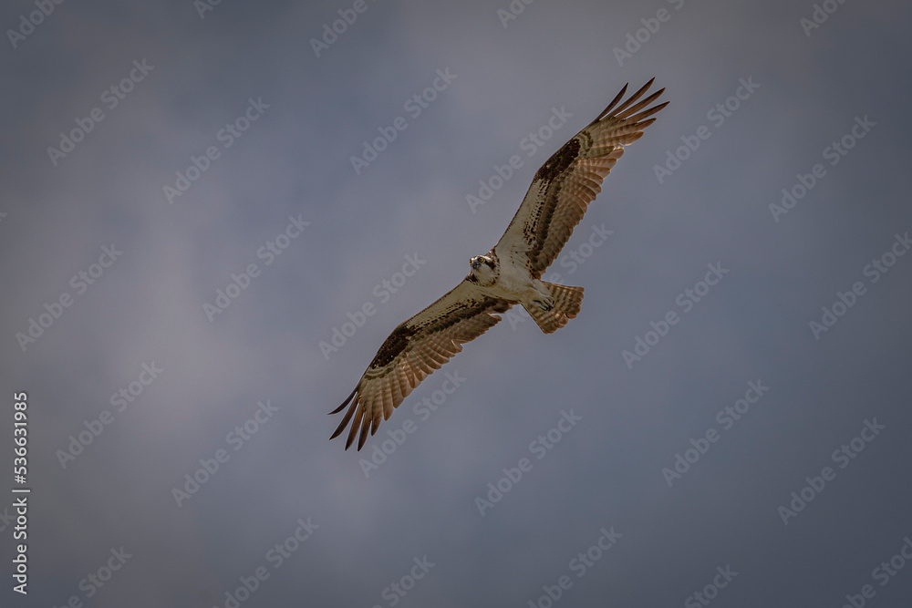Fototapeta premium Osprey in flight
