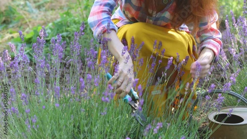 Girl cutting the lavender flowers