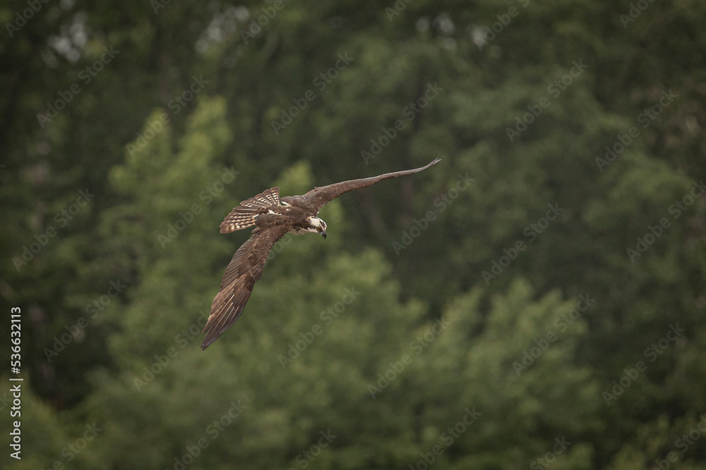 Obraz premium Osprey fishes in the marsh