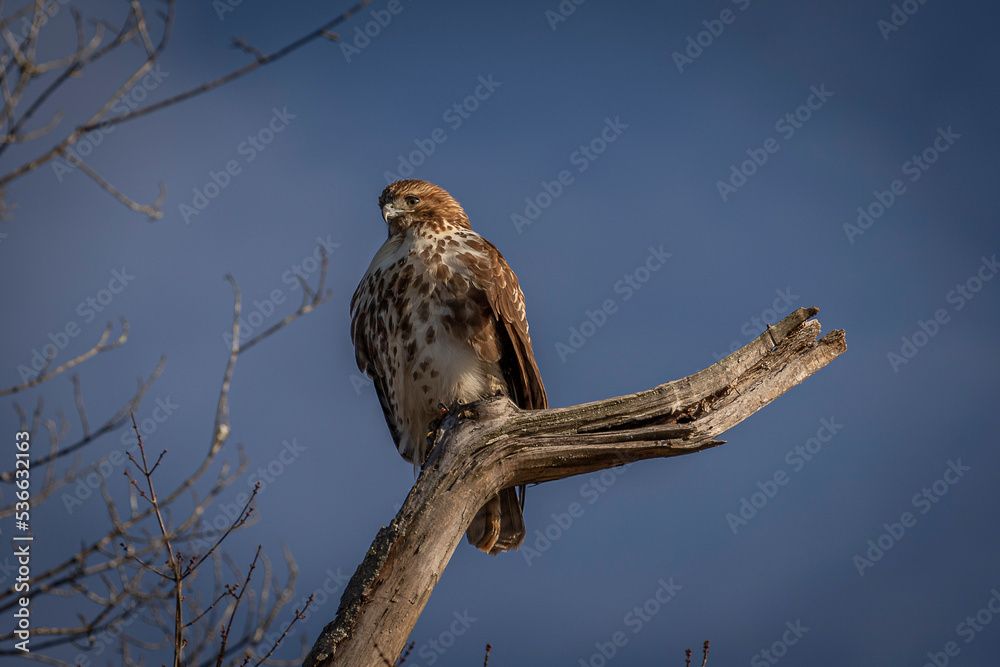 Obraz premium Red-tailed Hawk perched on a dead tree branch