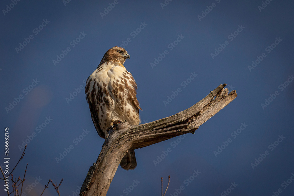 Red-tailed Hawk perched on a dead tree branch Red-tailed Hawk perched on a dead tree branch