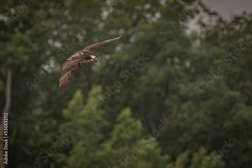 Osprey fishes in the marsh