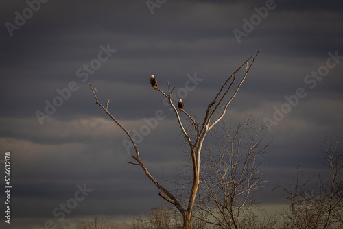A pair of Bald Eagles on a dead tree
