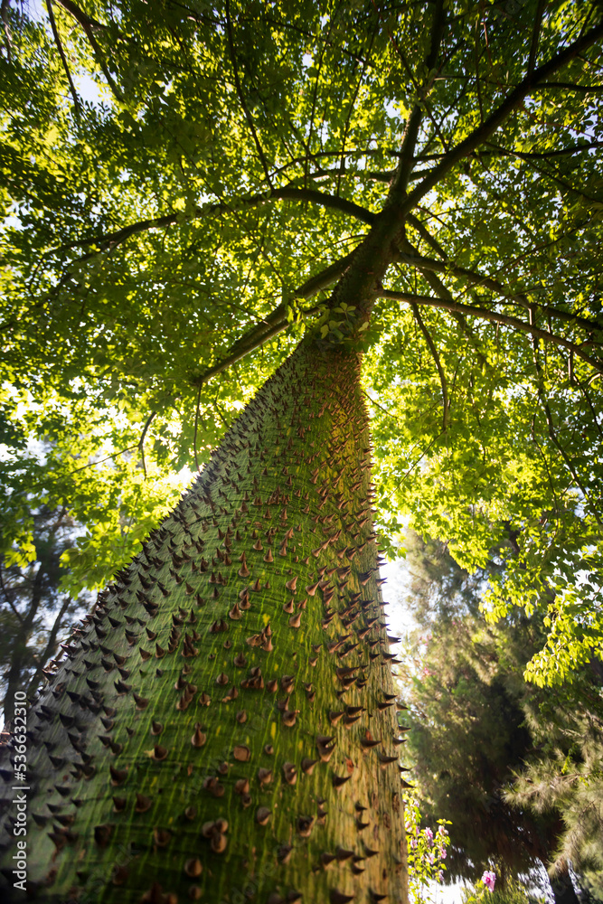 Fototapeta premium An interesting tree with a thorny trunk. Floss silk tree. (Ceiba speciosa).