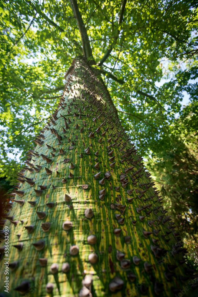 Fototapeta premium An interesting tree with a thorny trunk. Floss silk tree. (Ceiba speciosa).