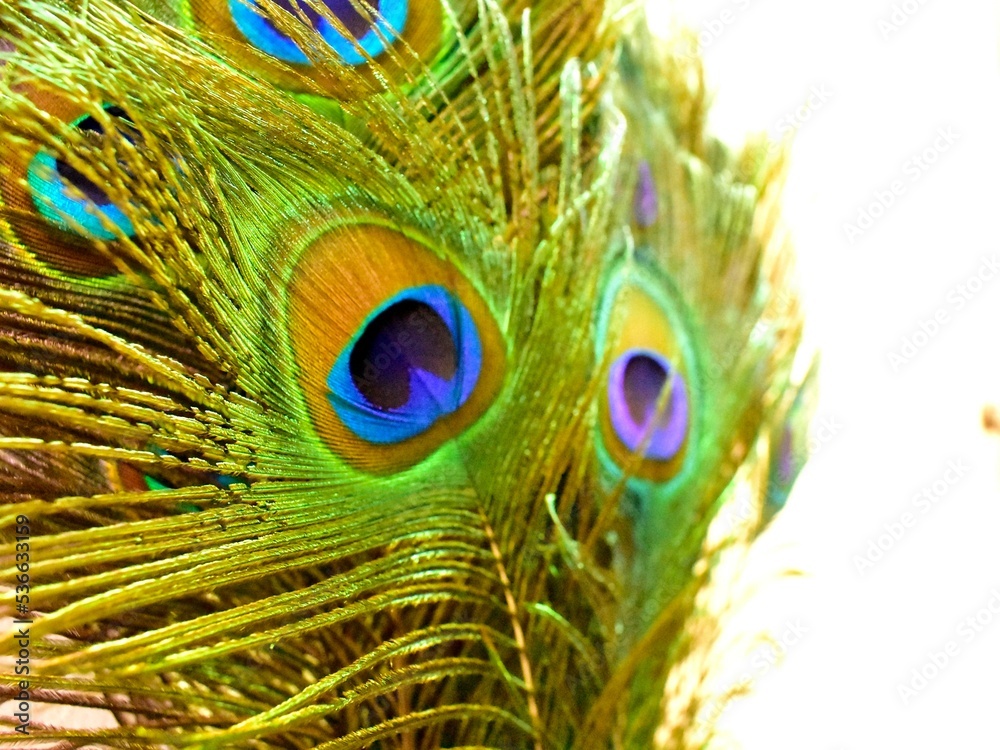 Obraz premium peacock feather on white background