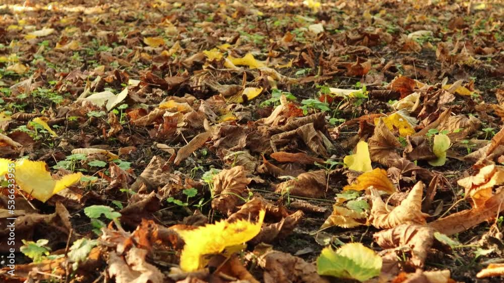 Autumn. The leaves are dry, yellow lie on the ground in the park. The concept of the season, weather, cold, heating, nature conservation, cleaning the territory, walking, park, fresh air, health,humus Autumn. The leaves are dry, yellow lie on the ground in the park. The concept of the season, weather, cold, heating, nature conservation, cleaning the territory, walking, park, fresh air, health,humus