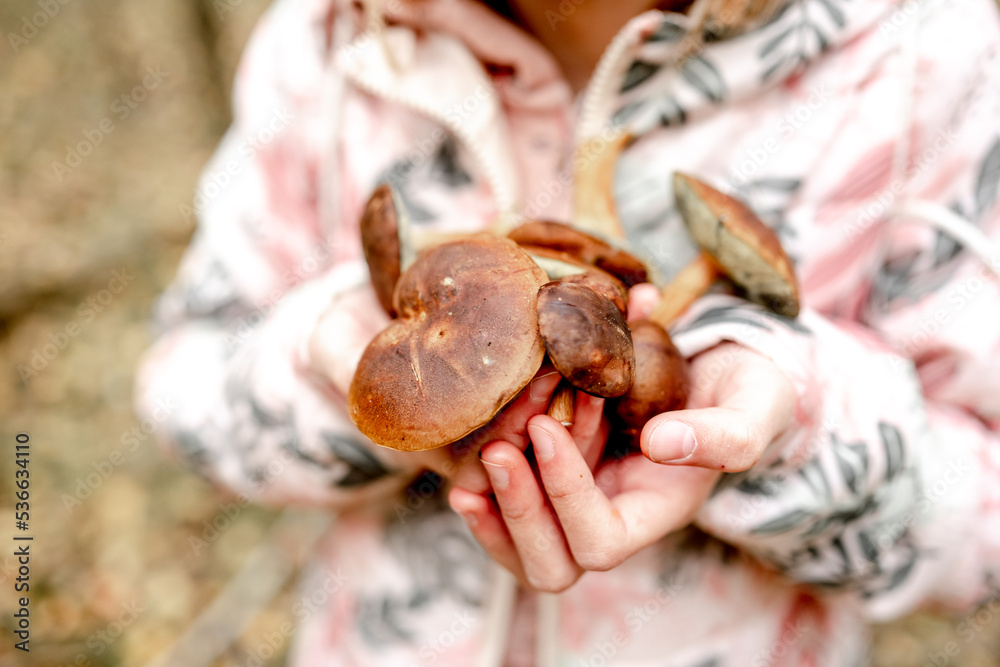 cute girl holding Boletus Edulis Mushroom in hands cute girl holding Boletus Edulis Mushroom in hands