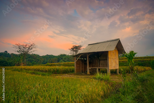 Indonesia farmer hut in rice field with sunset scene. Agricultural concept on the countryside. Perfect for natural background or wallpaper. 