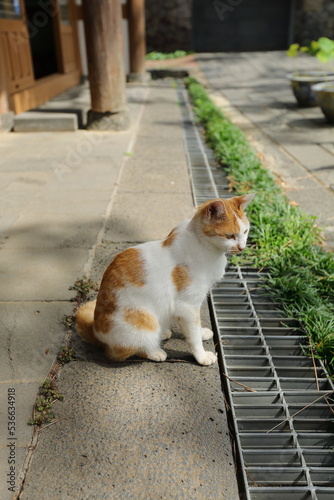간식을 기다리는 식당주변에 서식중인 길고양이