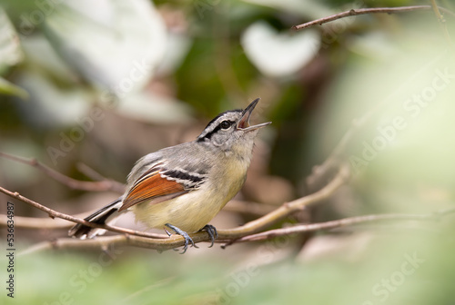 chorozinho-de-asa-vermelha (Herpsilochmus rufimarginatus)