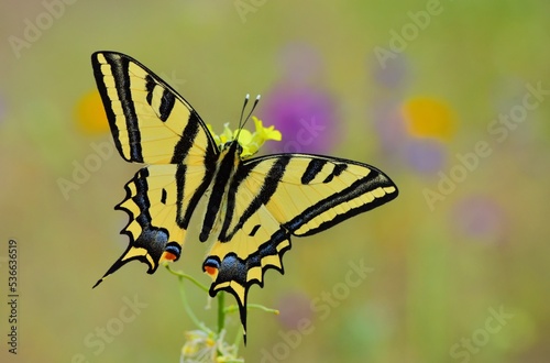 Papilio alexanor 852 photo