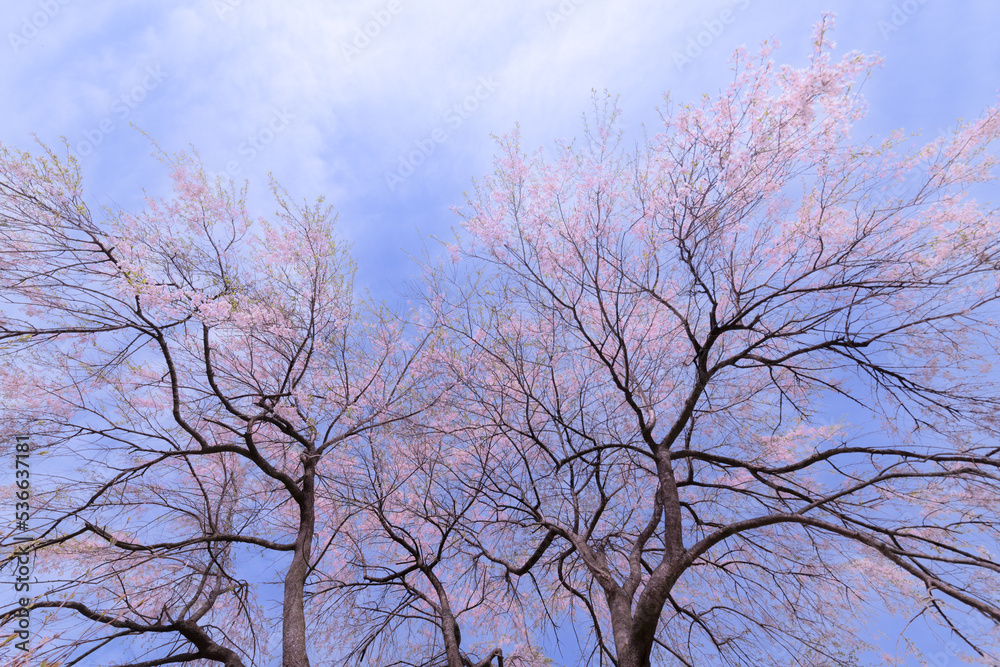 自生している満開の桜 自生している満開の桜
