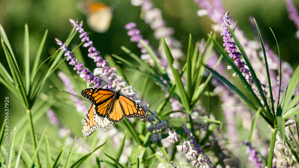 MONARCHS IN OKLAHOMA MONARCHS IN OKLAHOMA