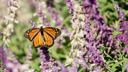 MONARCHS IN OKLAHOMA