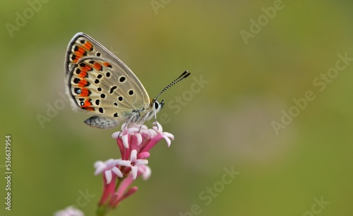 Wallpaper Mural Plebejus carmon 848 Torontodigital.ca
