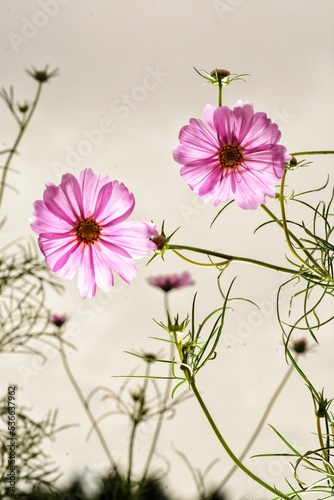 pink flower background