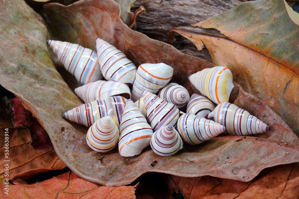Candy cane snail (Liguus virgineus) is a species of treeliving snail