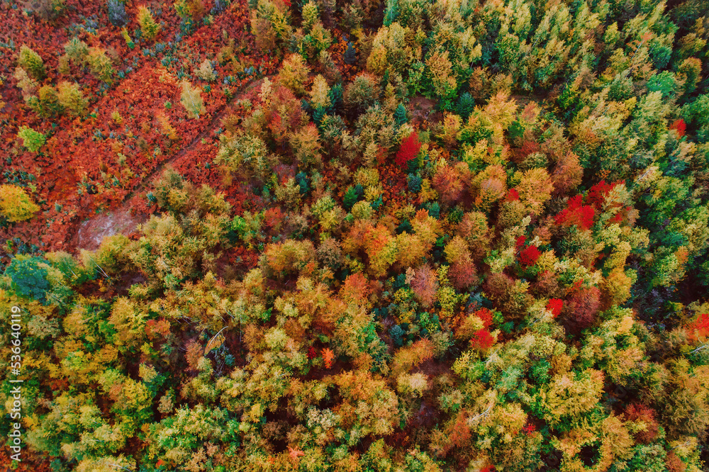 Top view photo of a forest road in autumn