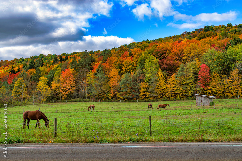 Fototapeta premium A very colorful Autumn in Upstate NY this year. Horses enjoying a beautiful Fall day in their pasture in Upstate NY.