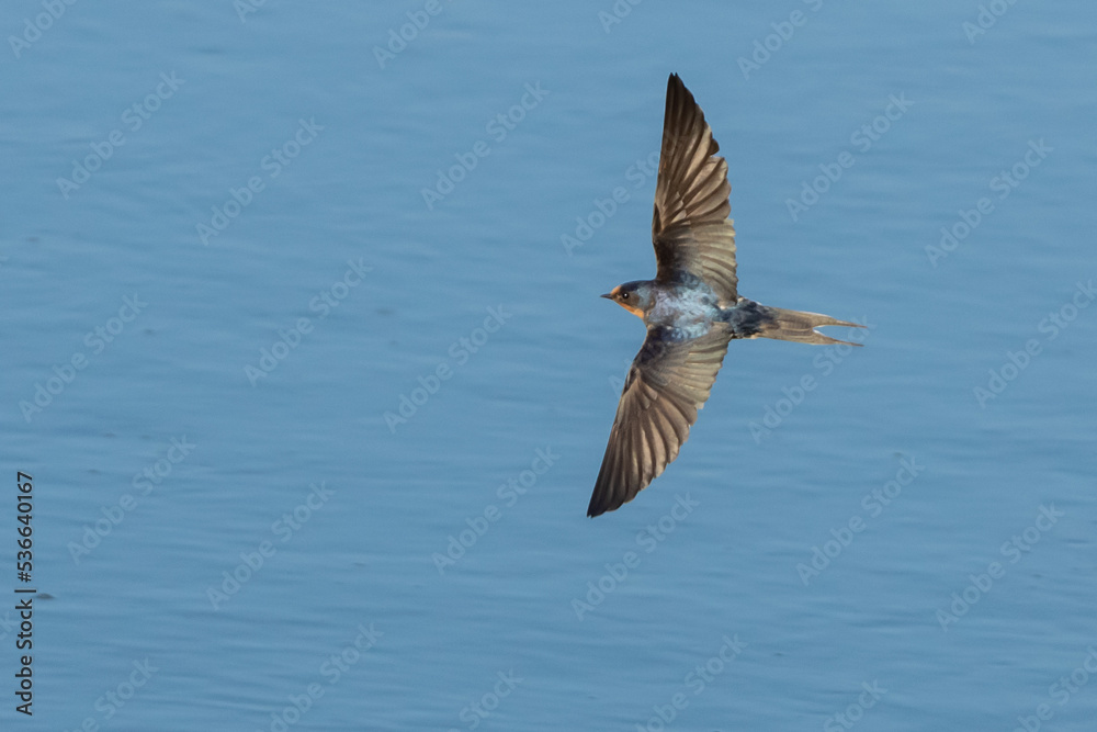 Obraz premium Barns Swallow in Graceful Flight