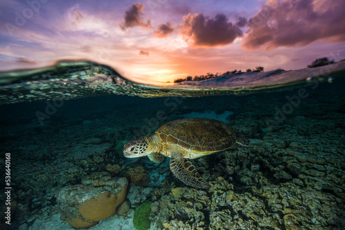 Green Sea Turtle on the Great Barrier Reef at sunrise/sunset at LAdy Elliot Island.
