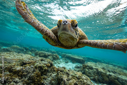 Green Sea Turtle swimming in the crystal clear lagoon at Lady Elliot Island on the Great Barrier Reef.