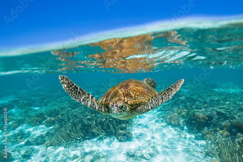 Green Sea Turtle swimming in the crystal clear lagoon at Lady Elliot Island on the Great Barrier Reef. © Sean