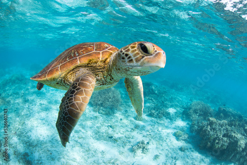 Green Sea Turtle swimming in the crystal clear lagoon at Lady Elliot Island on the Great Barrier Reef. © Sean