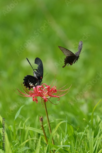 butterfly on a red spider lily