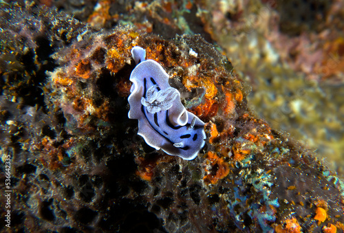 A Chromodoris Willani nudibranch crawling on soft corals Boracay Island Philippines photo