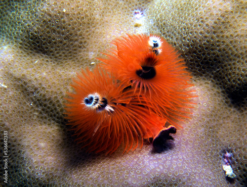 An orange Christmas tree worm, Spirobranchus giganteus Boracay Island Philippines photo