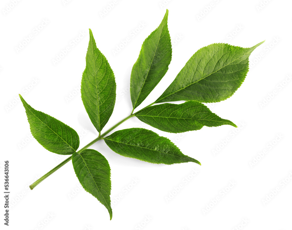 Fresh green elderberry leaves on white background, top view Fresh green elderberry leaves on white background, top view