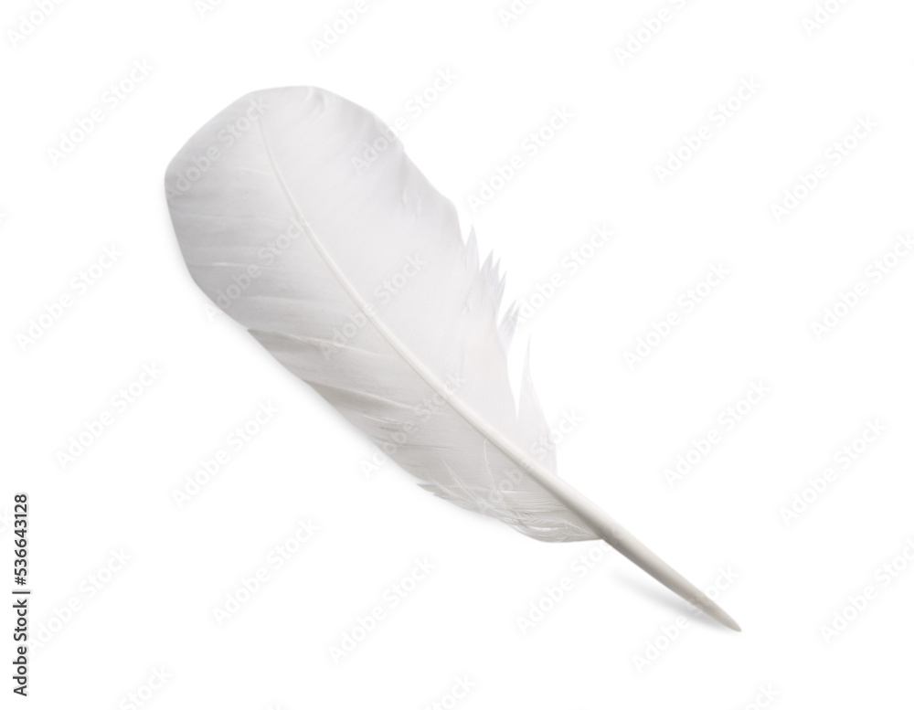 One fluffy beautiful feather isolated on white